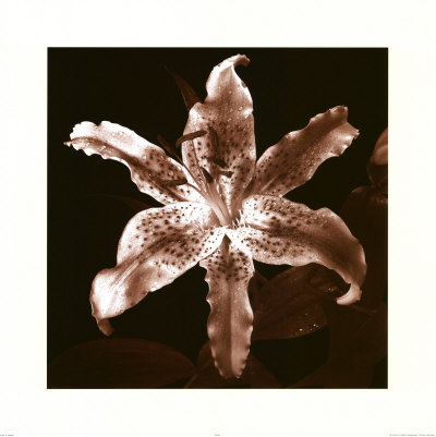 Tiger Lily Print Tiger Lily Print