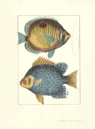 Butterfly Fish Print Butterfly Fish Print