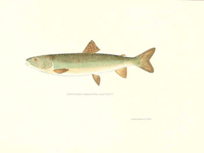 Lake Trout Print Lake Trout Print
