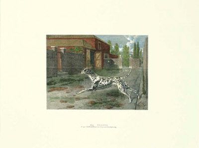 Dalmatian Print Dalmatian Print