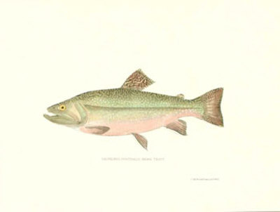 Brook Trout Print Brook Trout Print