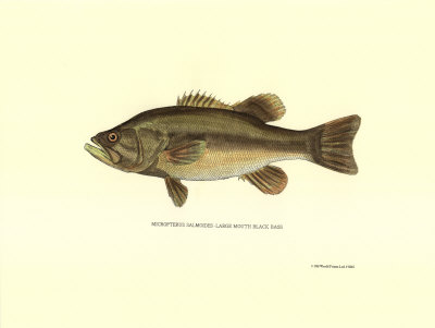 Mouth Bass Print Mouth Bass Print