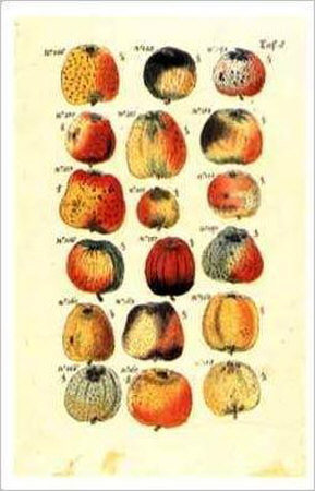 Fruit and Nuts Print Fruit and Nuts Print
