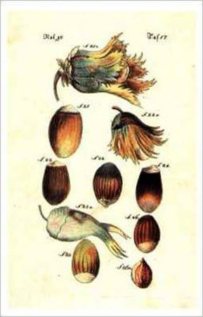 Fruit and Nuts Print Fruit and Nuts Print