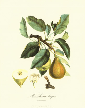 Pear Print Pear Print