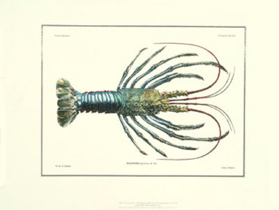 Crustacean IV Print Crustacean IV Print