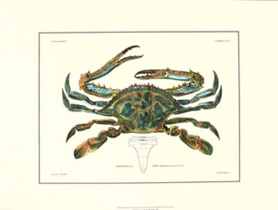 Crustacean I Print Crustacean I Print
