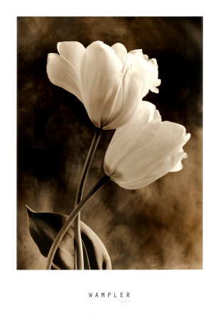 Bending Tulip Print Bending Tulip Print