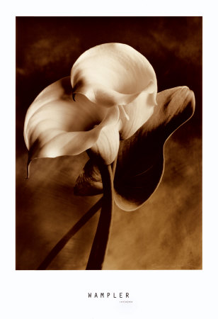 Lily in Pose Print Lily in Pose Print