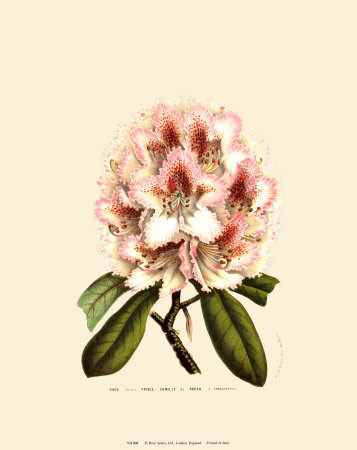 Pink Rhododendron Print Pink Rhododendron Print