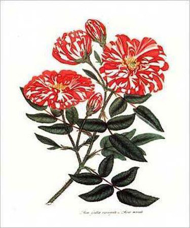 Rosa Mundi Print Rosa Mundi Print