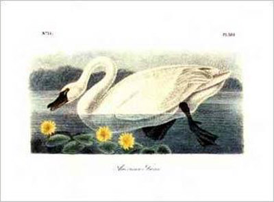 American Swan Print American Swan Print