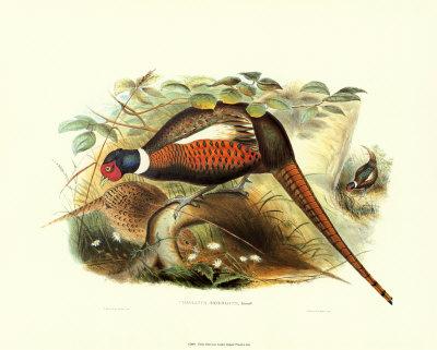 Pheasant Mongolicus Print Pheasant Mongolicus Print
