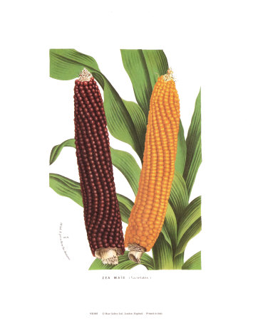 Corn Print Corn Print
