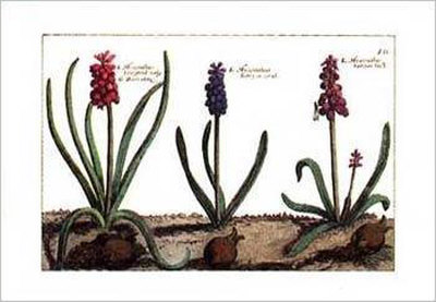 Hyacinth Print Hyacinth Print
