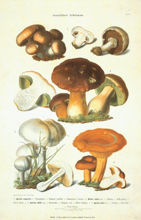 Fungi I Print Fungi I Print