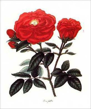 Rosa Gallica Print Rosa Gallica Print