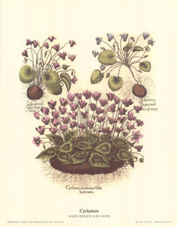 Cyclamen Print Cyclamen Print