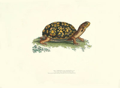 Tortoise Print Tortoise Print