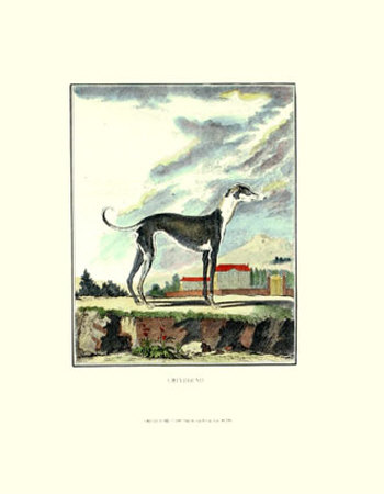 Greyhound Print Greyhound Print
