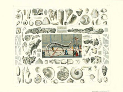 Dinosaurs II Print Dinosaurs II Print