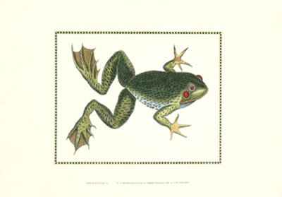 African Bull Frog Print African Bull Frog Print