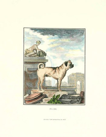 Pug Dog Print Pug Dog Print