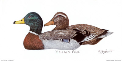 Mallard Pair Print Mallard Pair Print