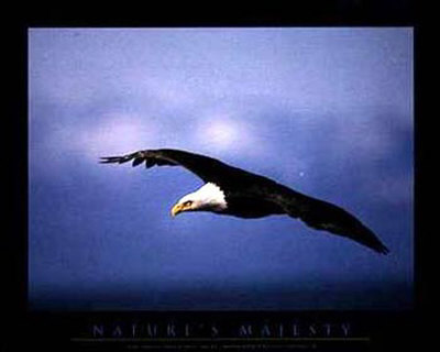 Soaring Eagle Print Soaring Eagle Print