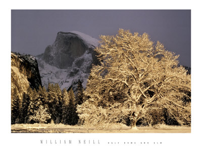 Half Dome and Elm Print Half Dome and Elm Print