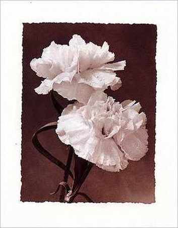 Carnations Print Carnations Print