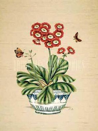 Auricula Whimsy Print Auricula Whimsy Print