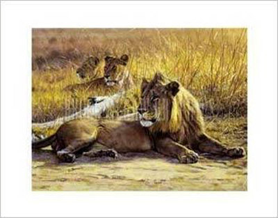 Zambia Lion Print Zambia Lion Print