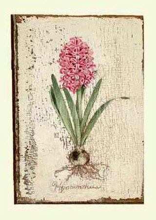 Pink Hyacinth Print Pink Hyacinth Print