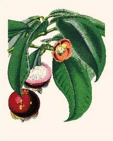 Mangosteen Print Mangosteen Print