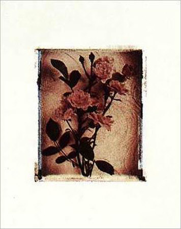 Rose Study II Print Rose Study II Print