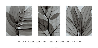 Leaf Collection Print Leaf Collection Print