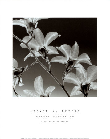Orchid Denrobium Print Orchid Denrobium Print