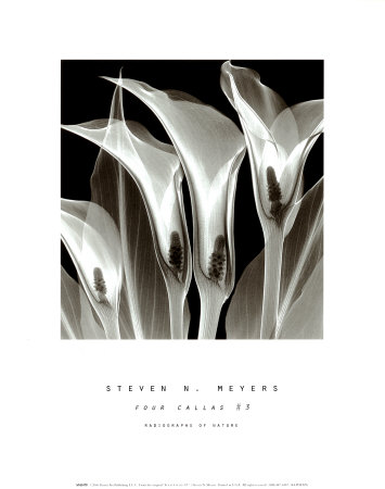 Four Callas III Print Four Callas III Print