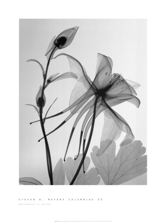 Columbine II Print Columbine II Print