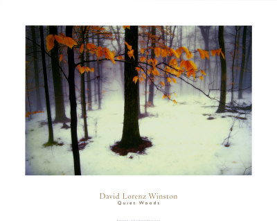 david-winston-quiet-woods.jpg