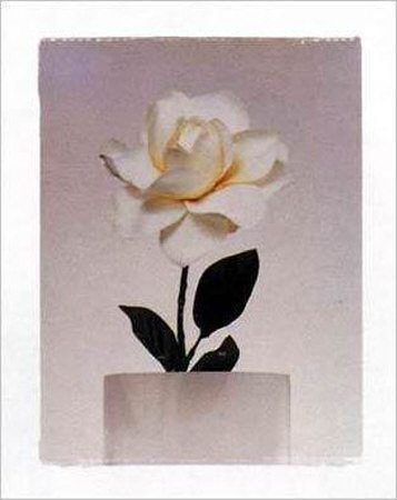 Rose Print Rose Print