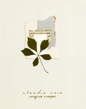 Virginia Creeper Print Virginia Creeper Print
