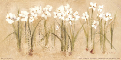 Row of White Narcissus Print Row of White Narcissus Print