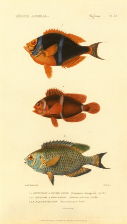 Poissons, Plate 32 Print Poissons, Plate 32 Print