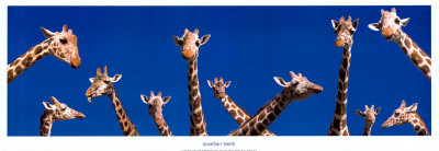Girafes Print Girafes Print