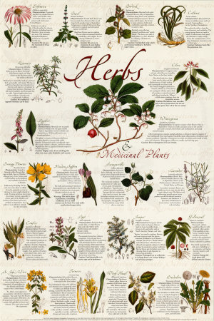 Herbs Print Herbs Print