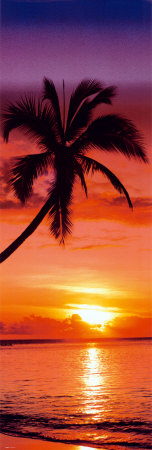 Sunset Palm Poster Sunset Palm Poster