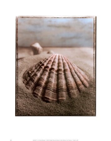 Seashell II Print Seashell II Print