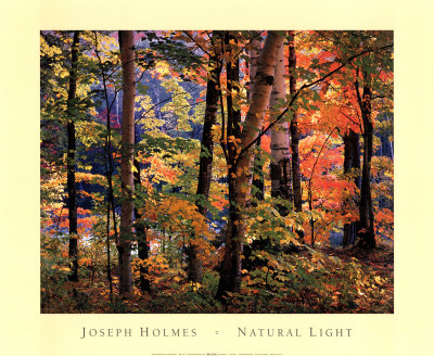 Maples and Birches Print Maples and Birches Print